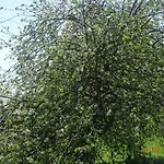 Utulny Vazka U Pastvinske Prehrady V Orlickych Horach * Nekor