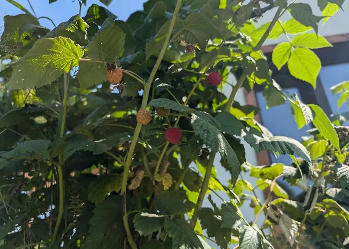 Utulny Vazka U Pastvinske Prehrady V Orlickych Horach 公寓 *